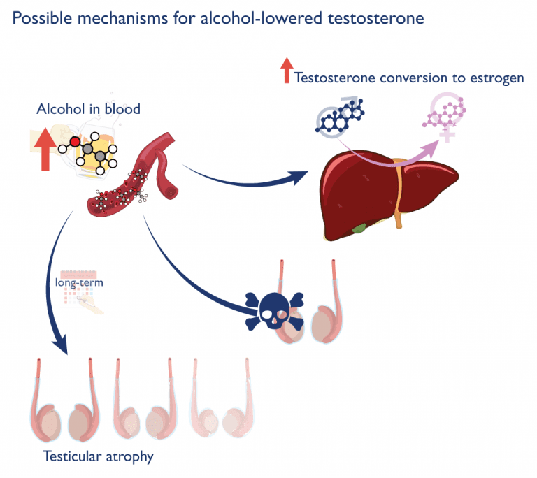 アルコールは肝臓でテストステロンからエストロゲンに変換する率を高める